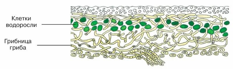 клетка лишайника. модель внутреннего строения лишайника биология 5. строение слоевища лишайника рисунок. клетка лишайника. строение лишайников 5 класс биология.