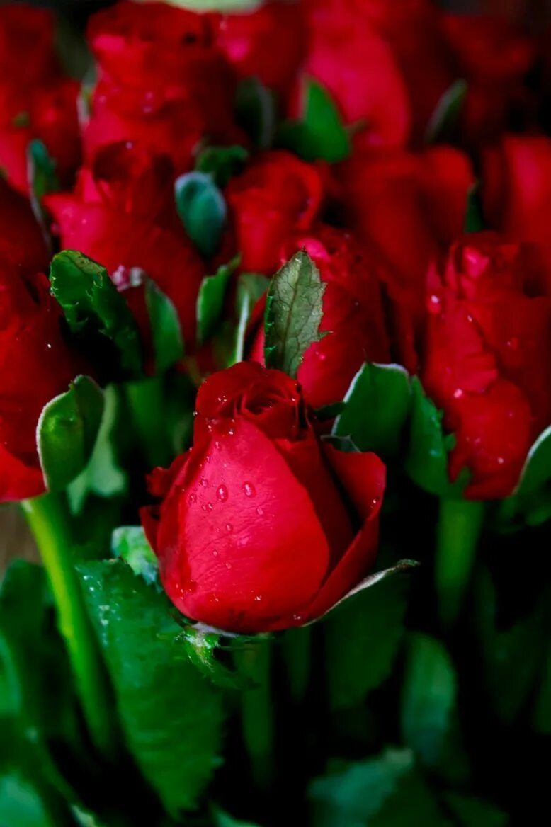 Красный цвет. Красный цветок. Красивые розы. Шикарные цветы. Розы на телефон вертикальные