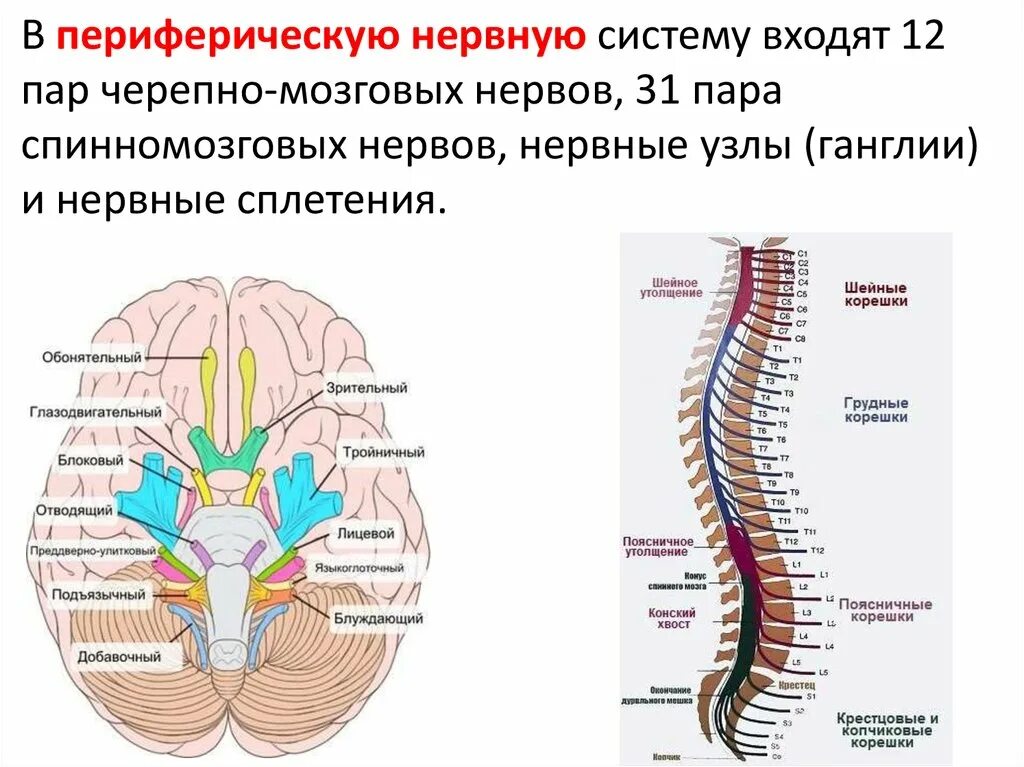 Узлы черепных нервов. Периферическая нервная система строение ветви спинномозговых нервов. ЦНС 12 пар нервов. Нервные узлы головного мозга.