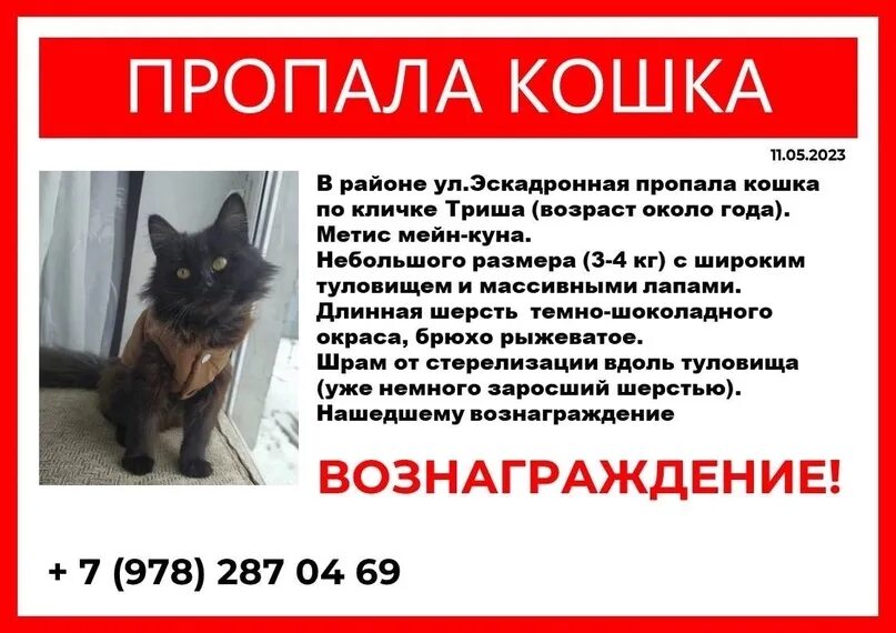 Потеряли кошку объявления