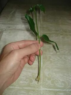 Укоренение жасмина черенками
