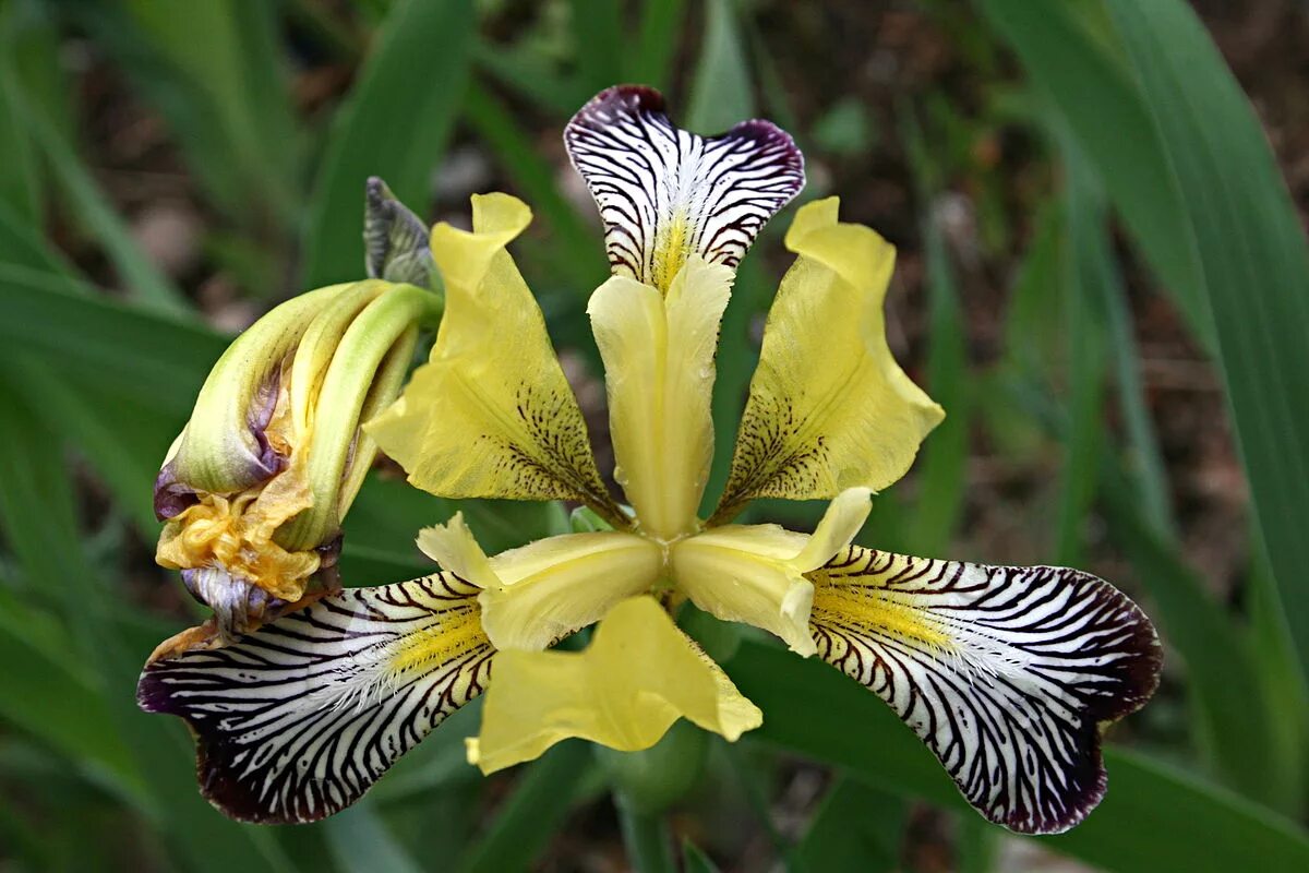 Ирис 0. Ирис iris variegata. ирис ложноаировый вариегата. ирис пёстрый i.variegata. ирис псевдокорус вариегата.