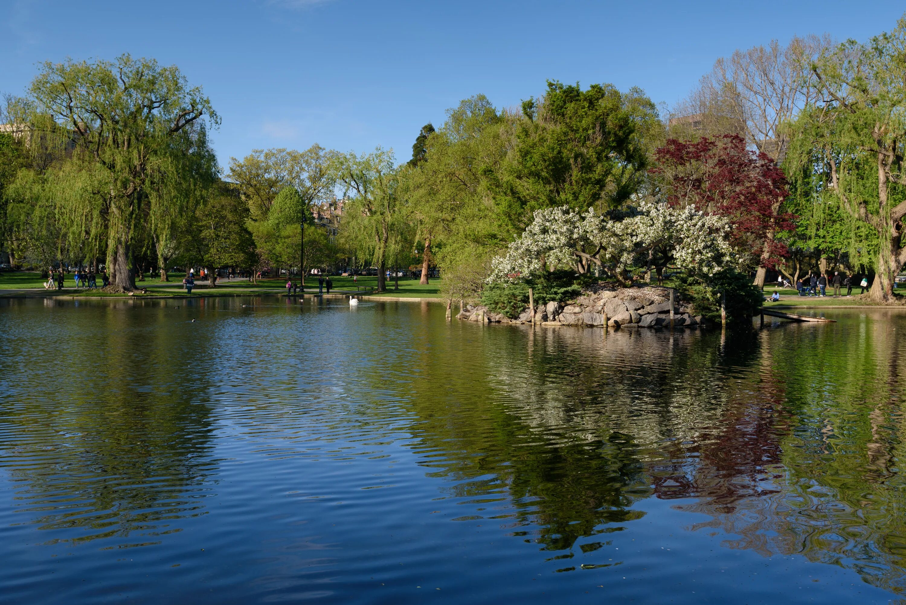Парки и скверы. Весенний парк. Парковая система изумрудное ожерелье в бостоне. Паблик гарден бостон. Public garden.