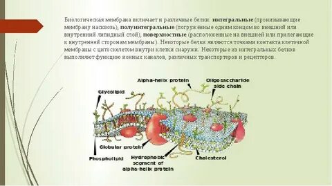 Имеет 2 мембраны