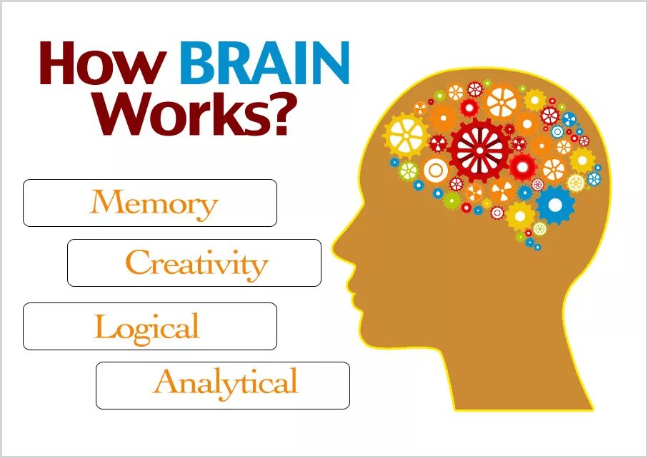 Красивый мозг. How does brain work. Working brain. Красивый мозг. Мозг картина.