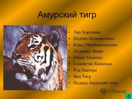 Тигр класс животных