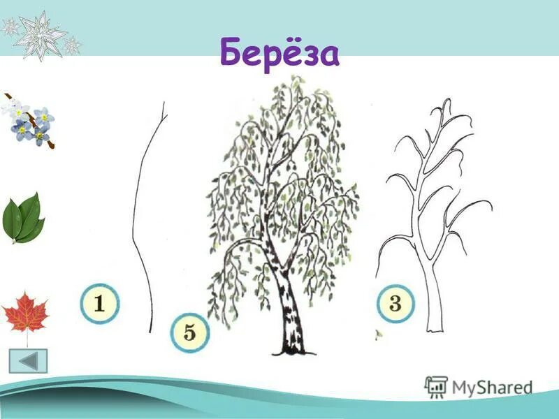 Как нарисовать березу карандашом поэтапно для детей. Берёза поэтапное рисование. схема рисования березы для детей. поэтапное рисование берёзы в старшей группе. береза схематический рисунок.