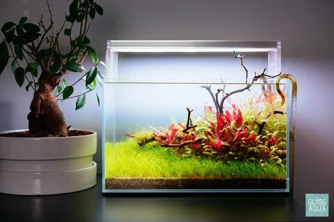Plant aqua