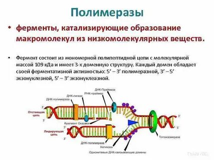 Фермент катализирующий синтез рнк