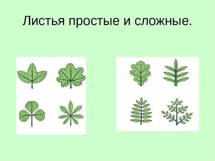 Пример простых и сложных листьев