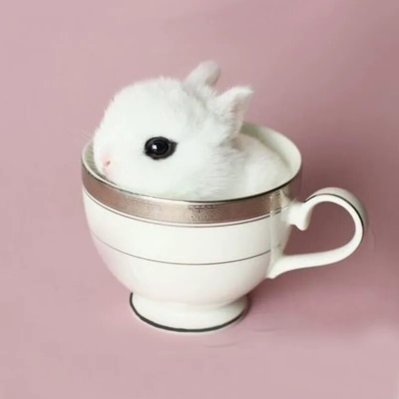 Rabbit cup. Кролик в чашке. Крольчонок в кружке. Милый кролик в кружке. Зайчик в кружке.