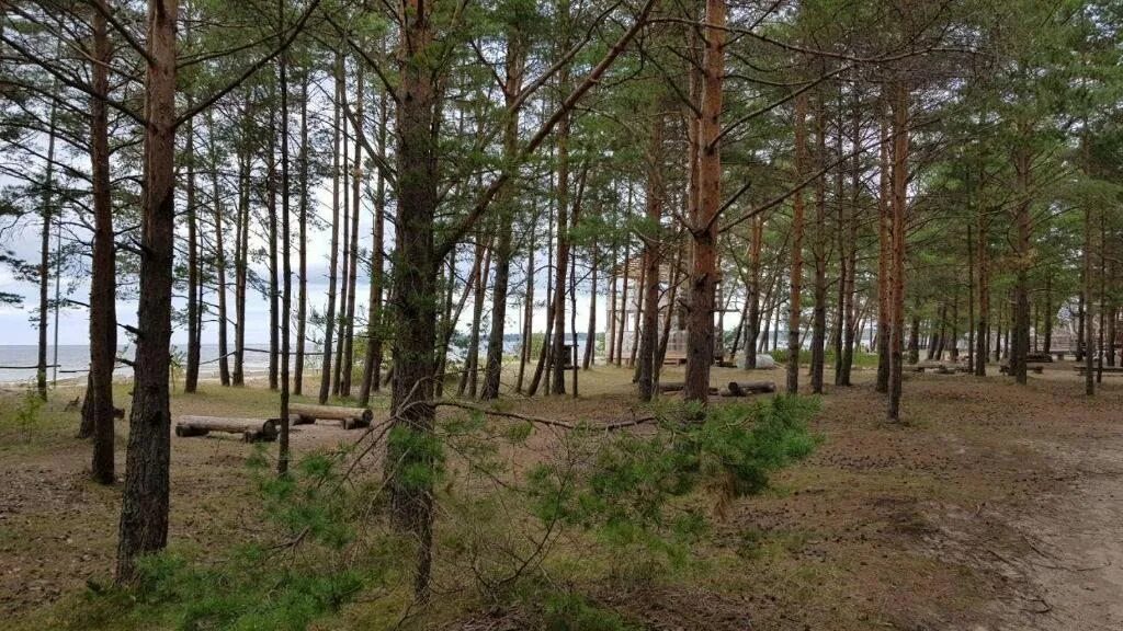 Сёрф станция Сосновый Бор. Wind Hunters Station Ленинградская область, Сосновый Бор. Сосновый Бор Мытищи. Сосновый Бор Нижний Тагил.