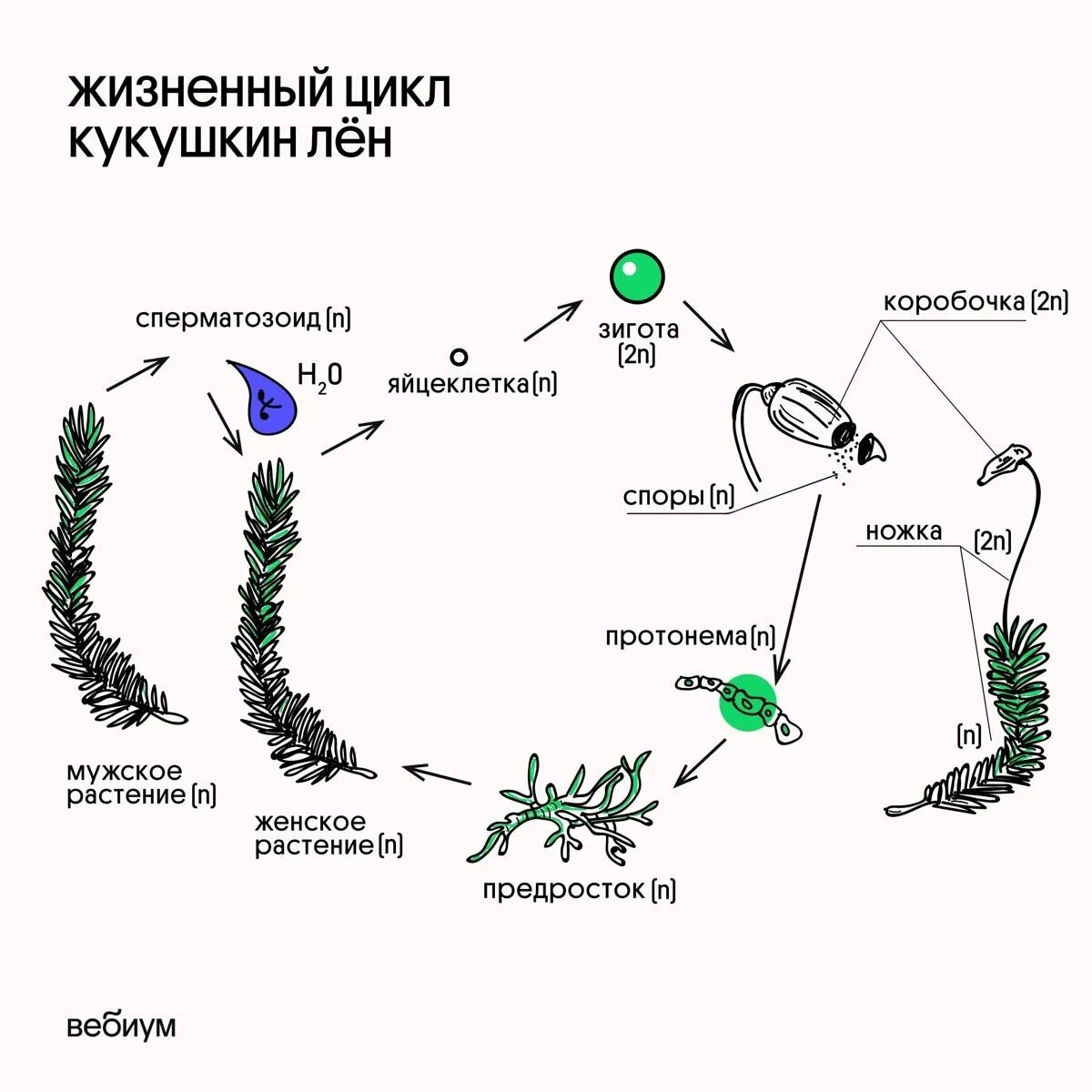 Споры у мхов созревают в особых органах. Жизненный цикл Кукушкина льна схема. Цикл Кукушкина льна схема ЕГЭ. Этапы жизненного цикла кукушкиного льна. Жизненный цикл Кукушкина льна схема и описание.