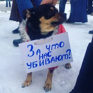 Отстрел бездомных