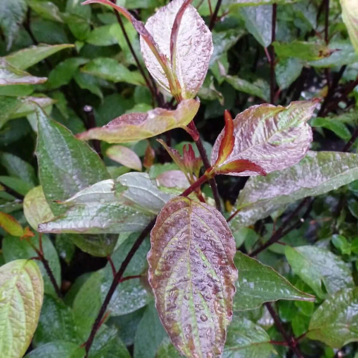 Дерен белый кессельринги (cornus alba kesselringii). Дерен cornus alba “kesselringii”,. Дерен белый кессельринги (cornus alba kesselringii). Дерен белый кессельринги. Дёрен белый kesselringii.