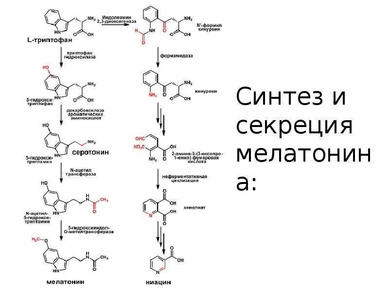 Синтез мелатонина. Схема синтеза мелатонина. Реакция синтеза мелатонина. Путь синтеза мелатонина.