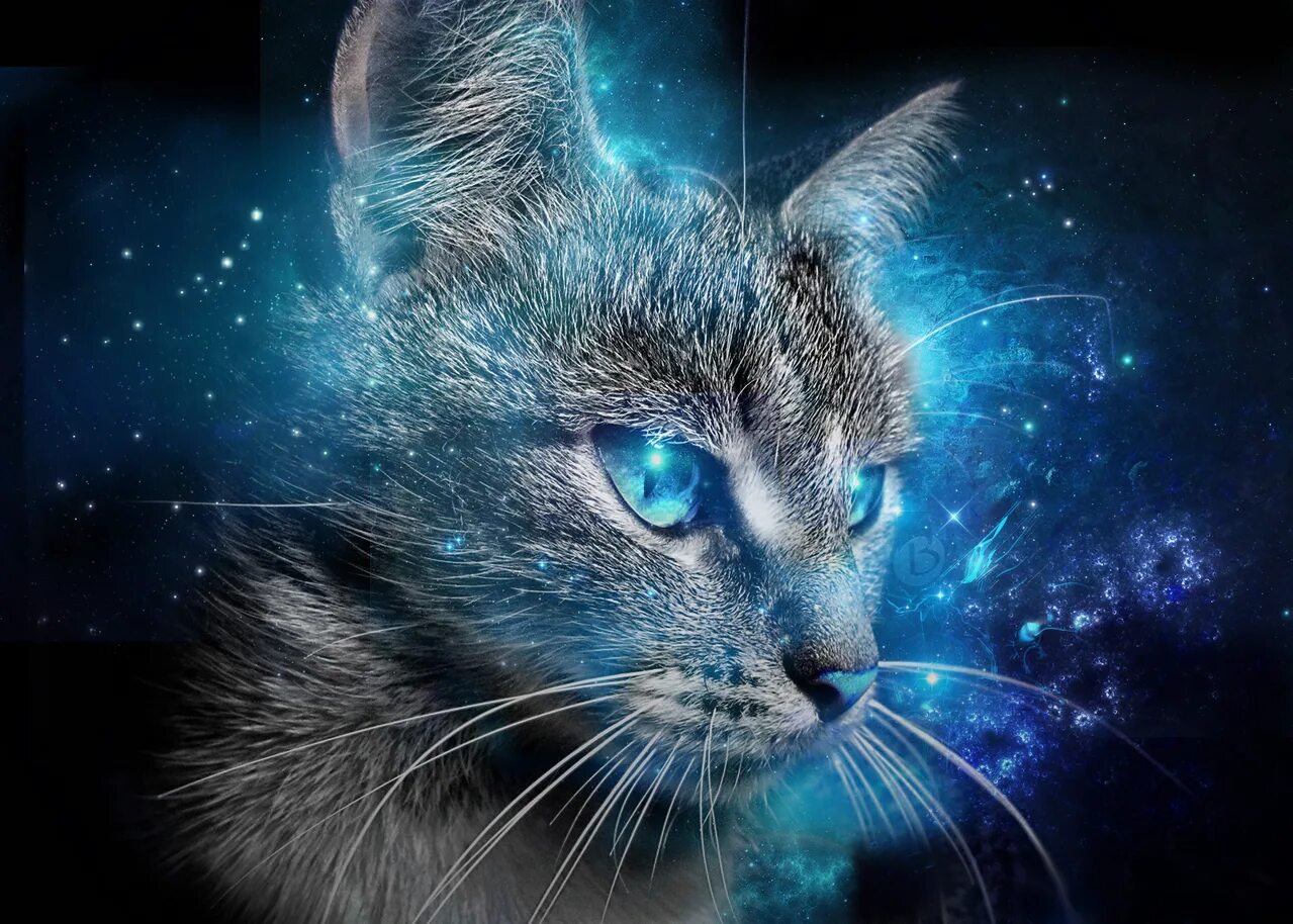 Котэ и синий. Кот с синими глазами. Фантастические кошки. Космическая кошка. Котик 400x400.