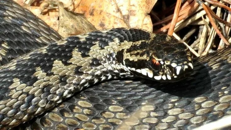 red-sided garter snake Nature - Reptiles & Amphibians Snake, Reptiles, amphibian