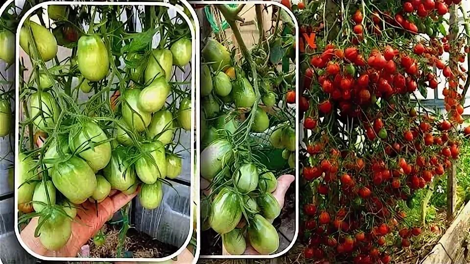 Коктейльные сорта томатов для теплиц