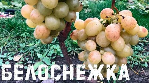 Описание сорта белоснежка