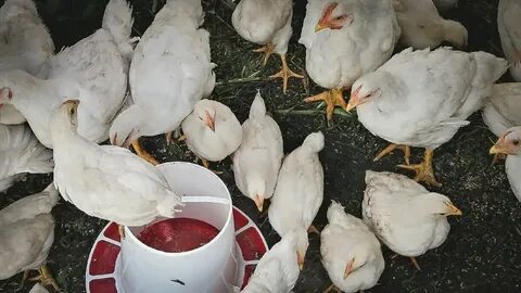 Куры в волжском