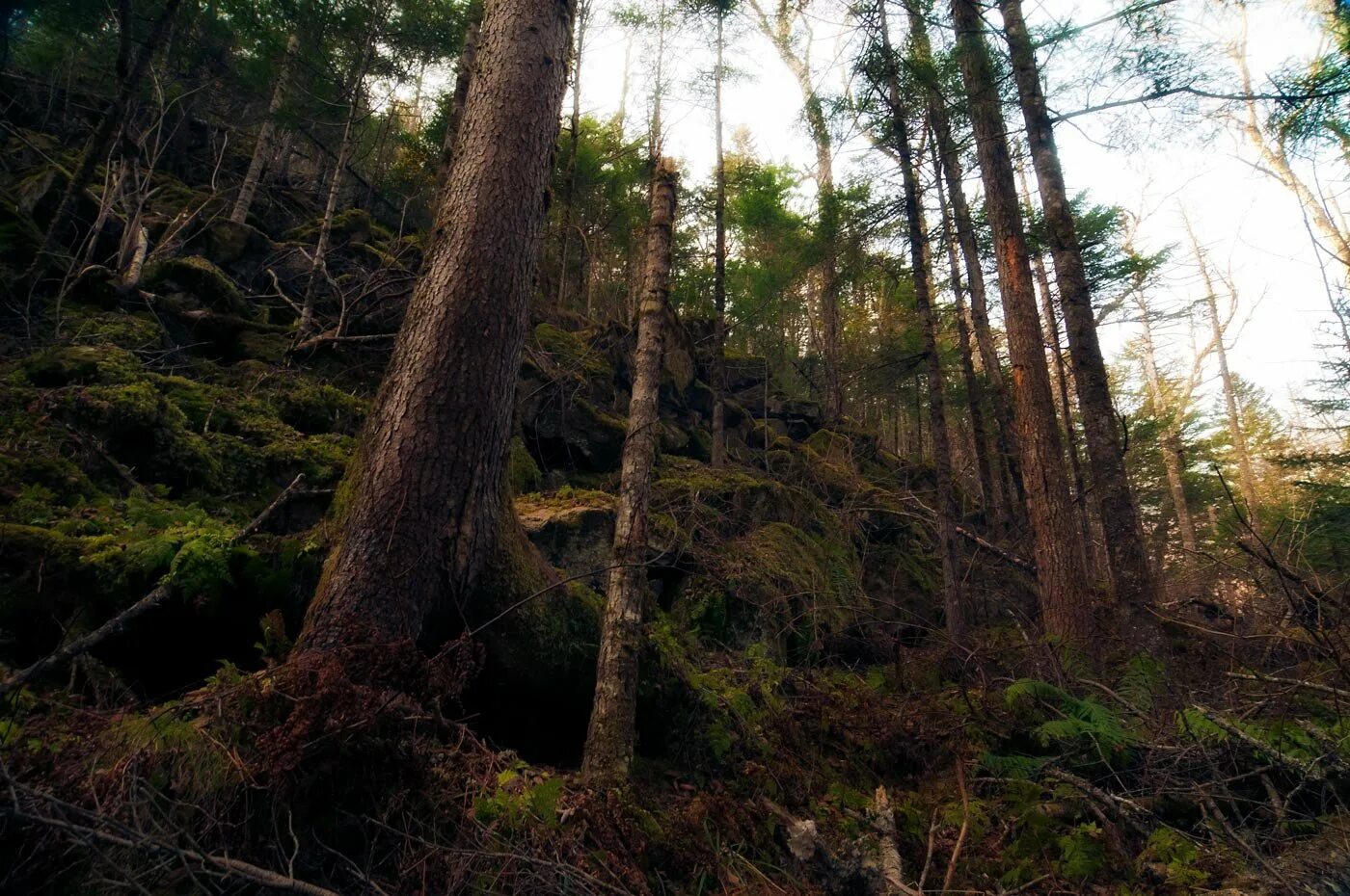 Хребет большой хехцир. Леса уссурийской тайги. Алтайская черневая тайга. Леса дальнего востока. Река река бикин приморский край.