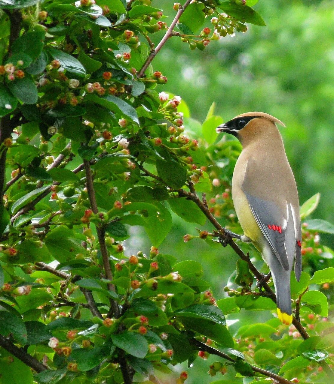 Кедровый свиристель. Хохлатая Свирель. Свиристель Воробьинообразные. Cedar Waxwing птица. Свиристель в лесу