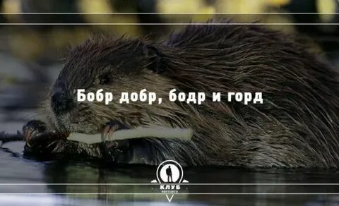 Про бобра бобр добр