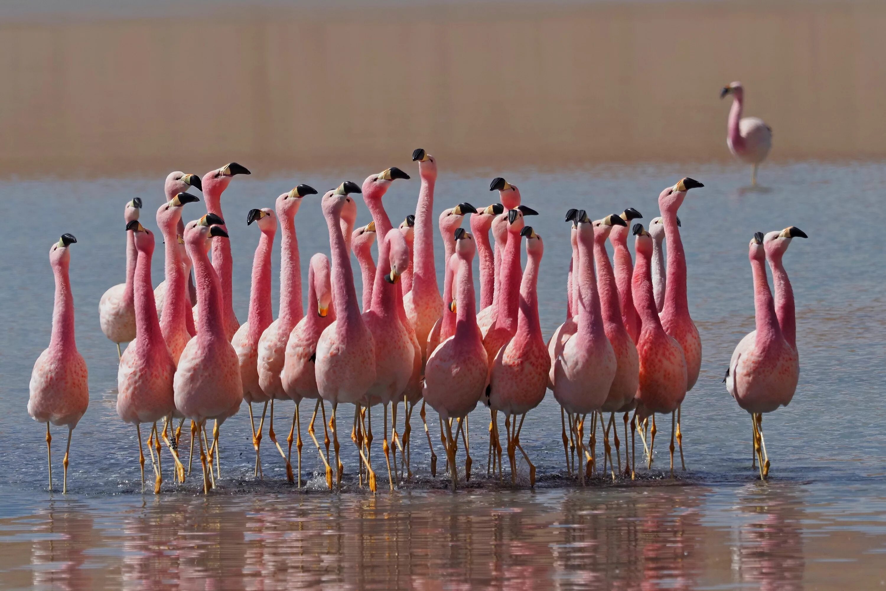 Фламинго 380. Фламинго спереди. Кафе фламинго калачинск. Фламинго калачинск. Кипр ларнака озеро с фламинго.