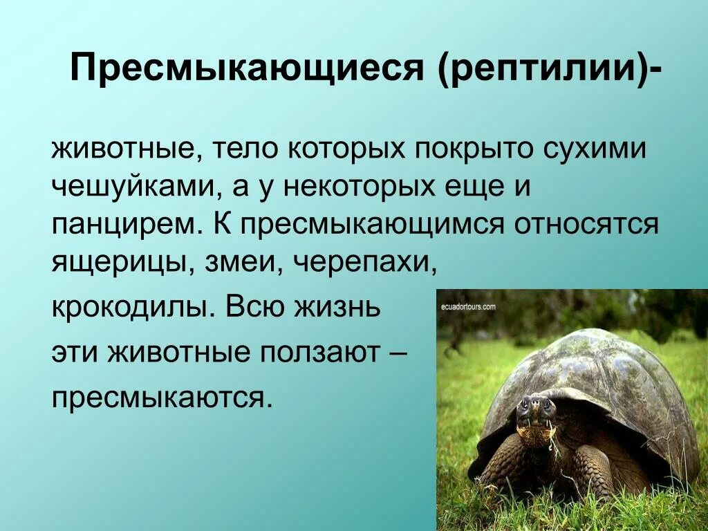 Слоновая черепаха относится к отряду чешуйчатых. Сообщение о пресмыкающихся животных. Пресмыкающиеся это определение. Доклад о пресмыкающихся. Презентация про пресмыкающихся.