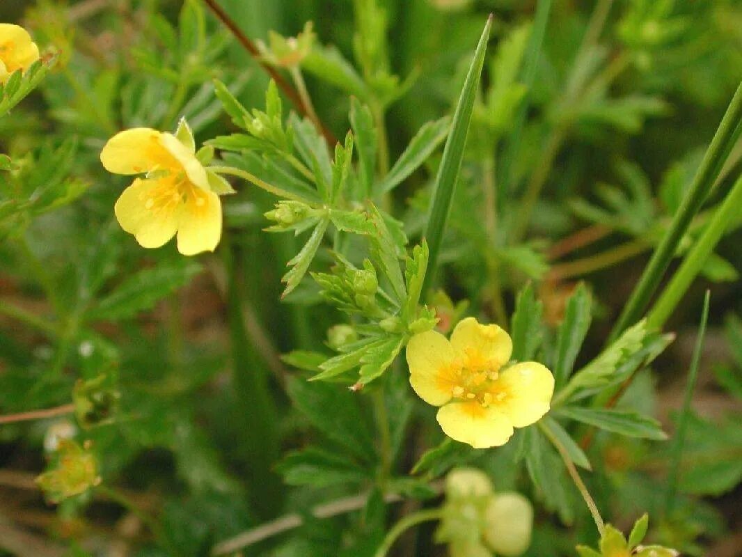 Лапчатка промостойчатая. Лапчатки корневища калган. Калган корень. Калган полезные свойства и противопоказания. Лапчатка прямостоячая калган.