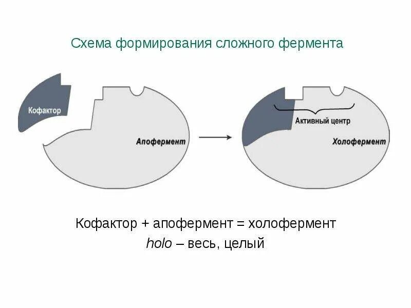 Структура активного центра простых и сложных ферментов. Активный центр сложного фермента. Активный центр сложного фермента. Активный центр фермента схема. Строение простых и сложных ферментов.