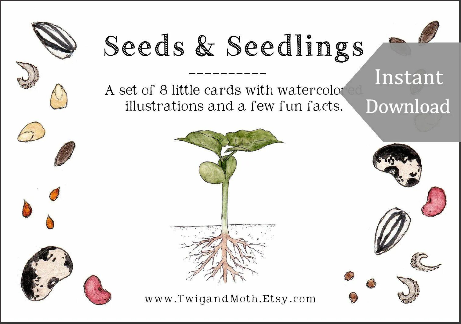 Text seed. Seed flashcard. семечка рисунок. seedling flashcard. flashcards seeds.