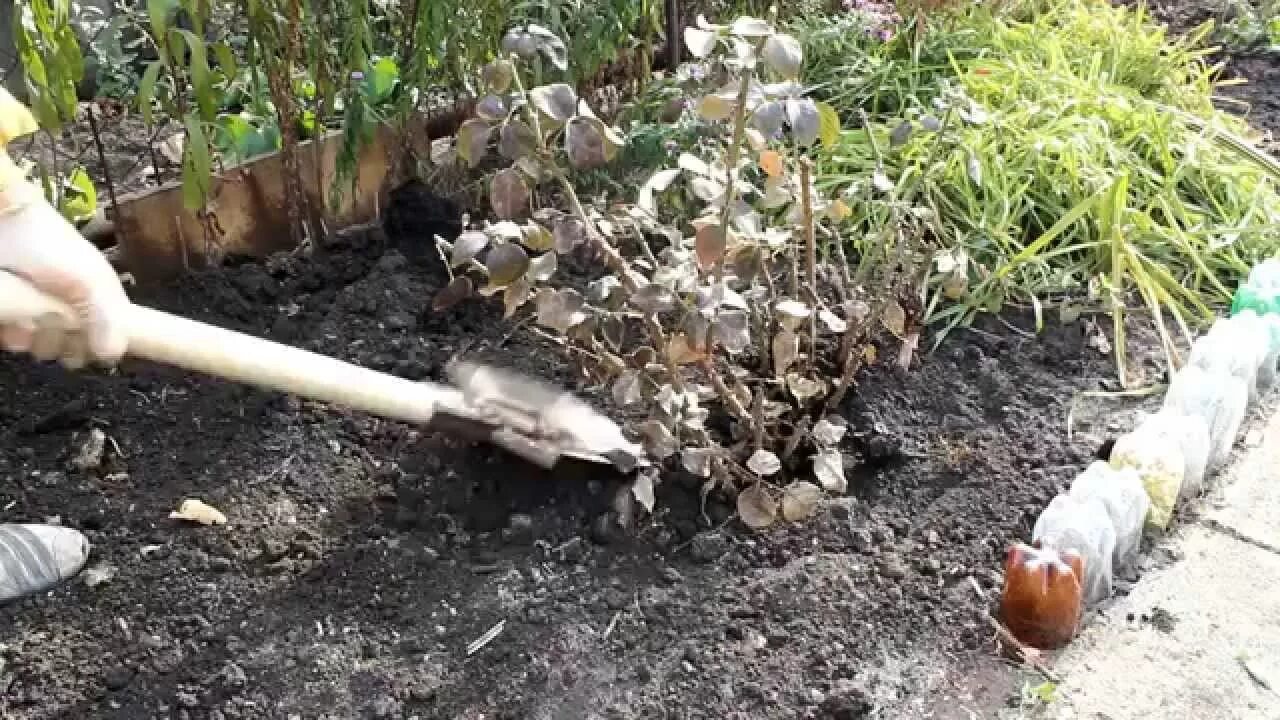 Пересадить цветущую розу