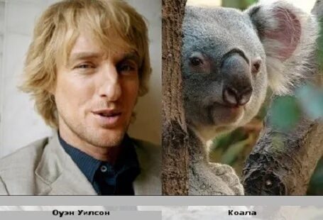 Likeness