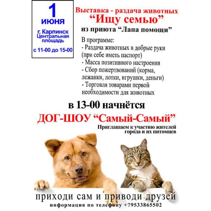 Дог шоу программа. Приют для животных краснотурьинск. Презентация на тему мой четвероногий друг. Программа доги. Наталья балакирева хендлер.