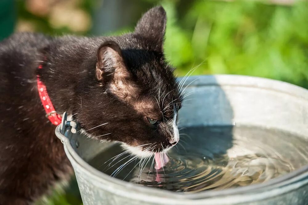 Котенок не пьет что делать