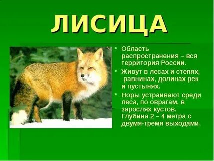Животном обитающем в твоем регионе