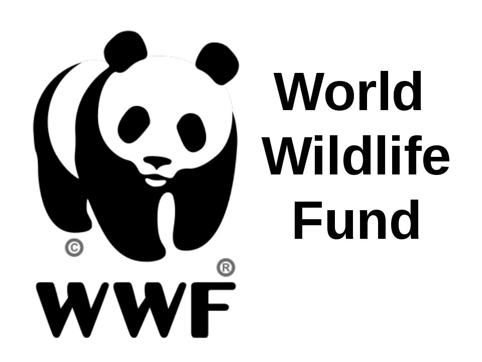 The world wildlife fund is. Фонд дикой природы WWF В России. Панда символ Всемирного фонда дикой природы. Фонд дикой природы WWF логотип. Всемирный фонд охраны дикой природы 1961.