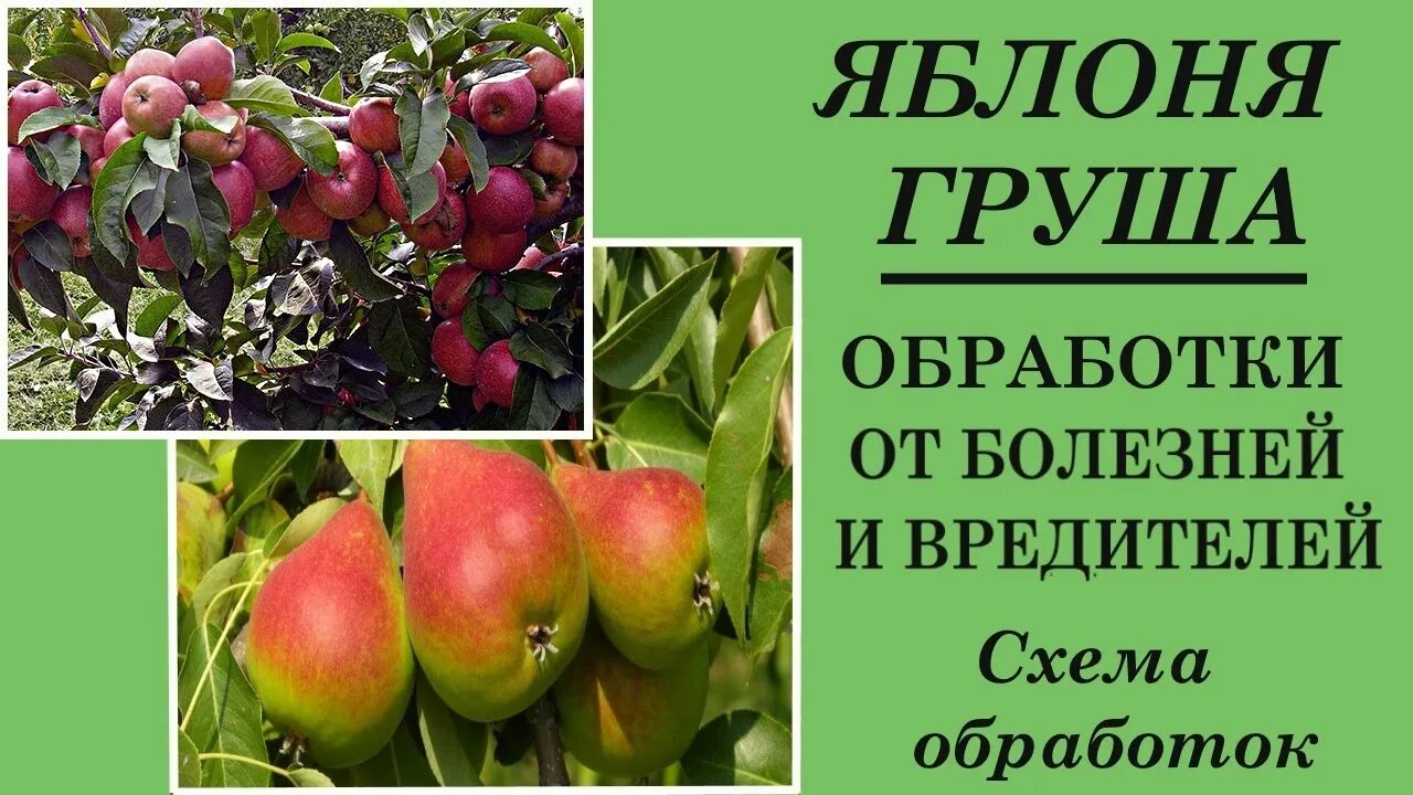 Яблоня защита. Обрабатываем яблоню от болезней и вредителей. Обработка яблони от вредителей. Обработка груши от вредителей. Обработка яблонь весной от болезней и вредителей.