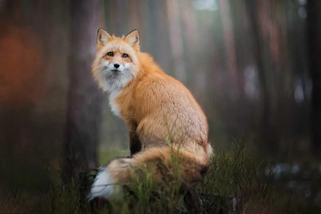 Fox animal