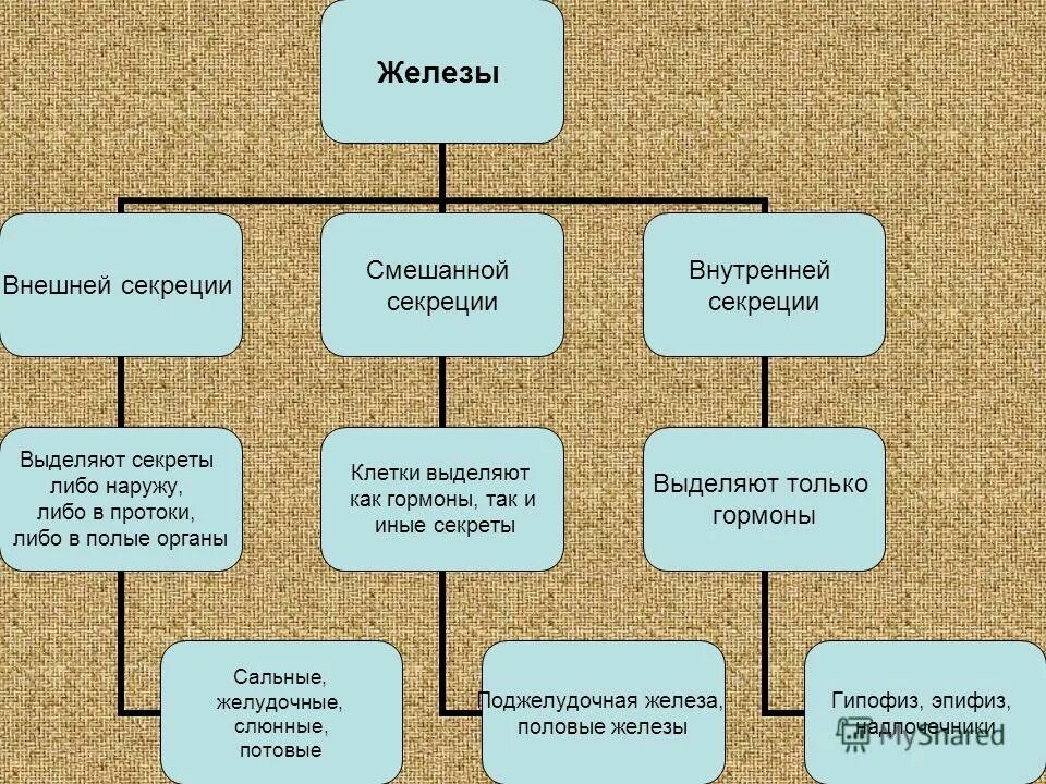 Железы внешней секреции характеристика. Гормоны физиология желез внутренней секреции. Вещества выделяемые железами внешней секреции. Железы внутренней секреции внешней и смешанной секреции таблица. Вещества выделяемые железами внешней секреции.