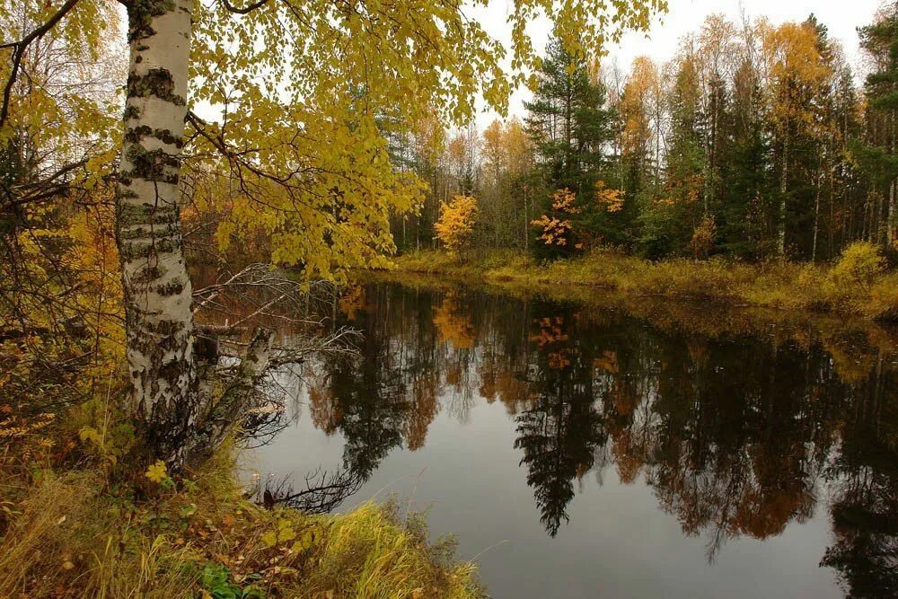 Река осень Тверская область. Река Ухра осень. Природа средней полосы России. Пейзажи средней полосы России. Природа средней полосы россии текст