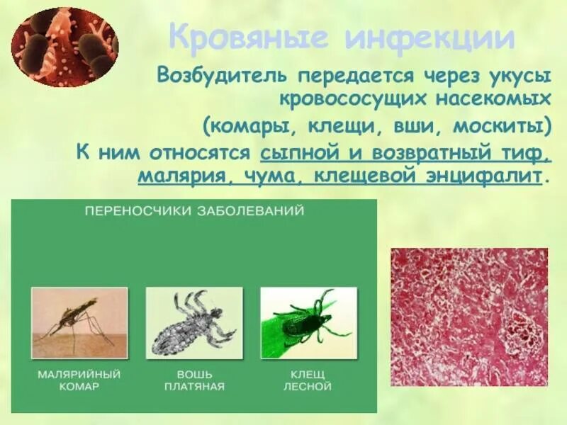 Передача насекомых. Возбудитель клещевого сыпного тифа. кровяная инфекция передается через укусы кровососущих насекомых. сыпной и возвратный тиф возбудители.