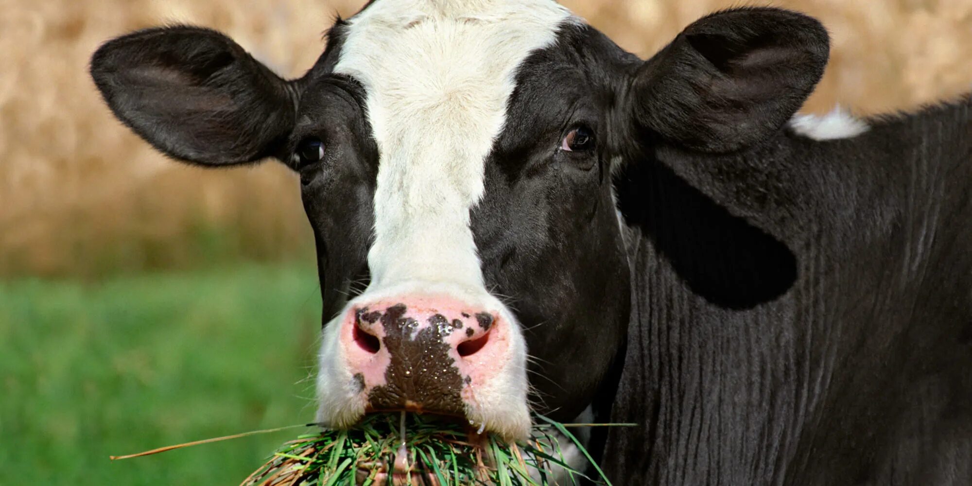Женщина коровка. Корова ест. Сочные коровы. Корова ест сено.