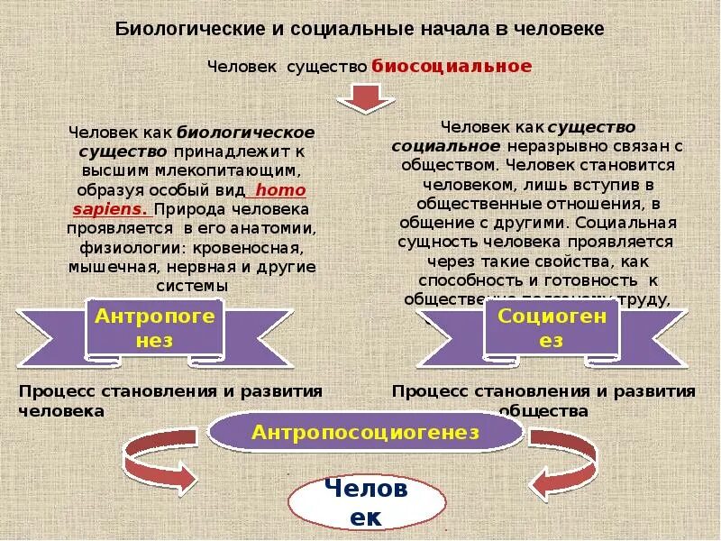 Человек является социальным человеком. Биологические и социальные начала в человеке. Биологическая и социальная сущность человека. Социальная сущность человека 10 класс. Человек как социальное существо схема.