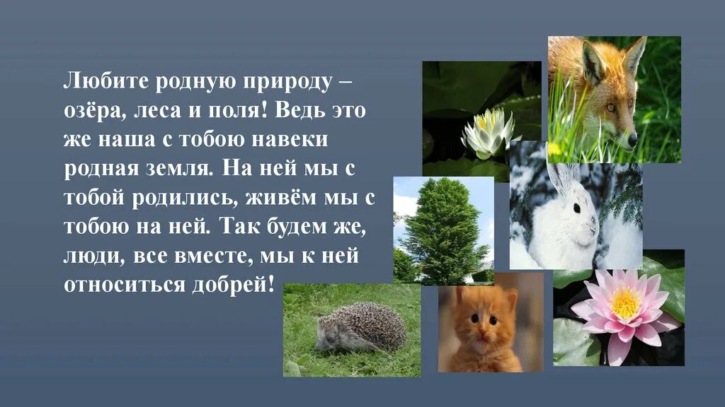 Разнообразие природы. Разнообразие природы родного края. Проект разнообразие природы родного края. Проект разнообразие родной природы. Готовый проект окружающему миру 4 класс