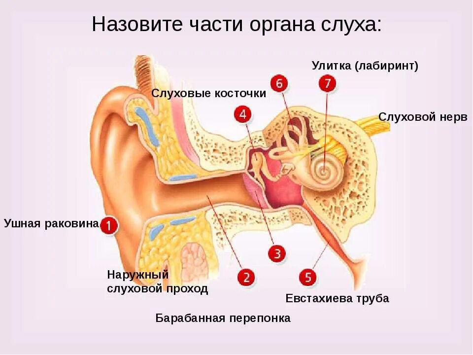 Изучение строения органа слуха. Рецепторы слухового анализатора. Строение рецепторов слухового анализатора. Рецепторы слухового анализатора находятся. Строение слухового анализатора 8 класс.