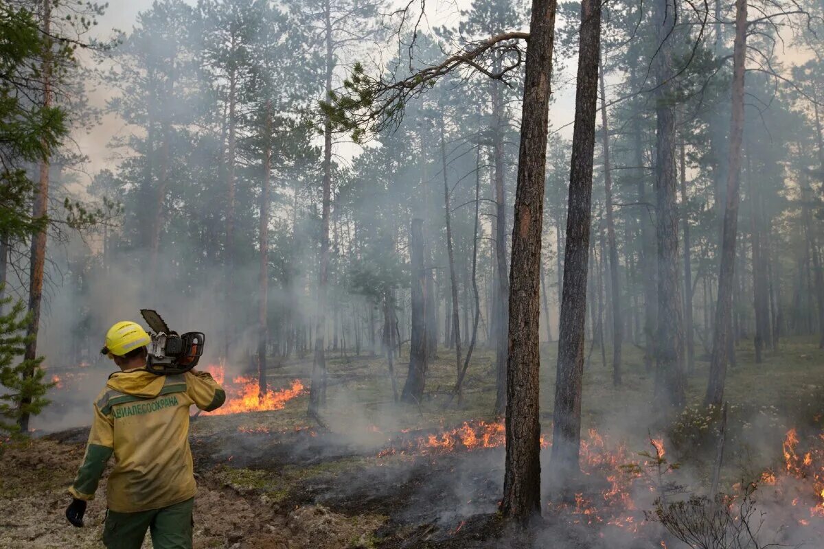Лесной пожар задачи. Тушение лесных пожаров. Тушение пожара в лесу. Наземная охрана лесов от пожаров. Лесопожарный мониторинг.