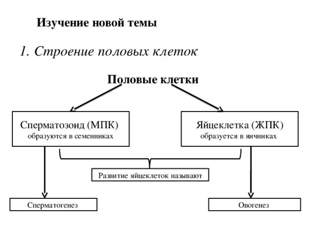 Лабораторная работа 13 изучение строения половых клеток